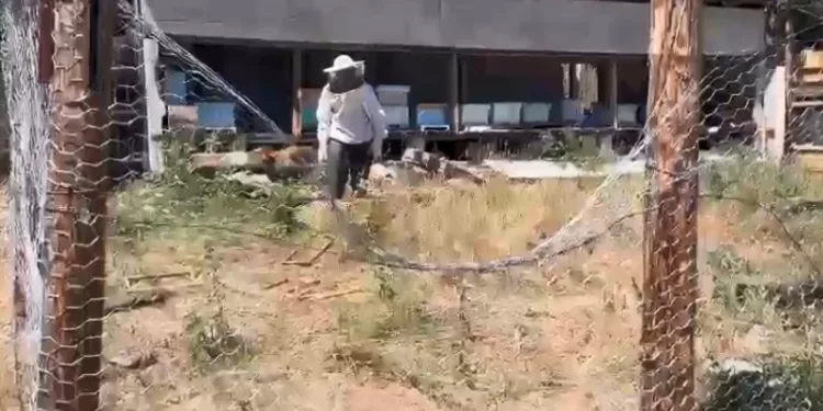 Tel örgüler ayıları durdurmadı
