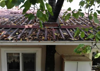 11 yıldır evin balkonundan geçen ağaçla yaşıyor