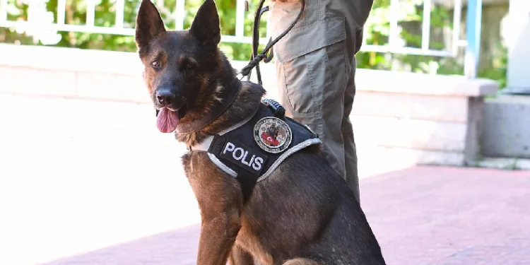 ‘Odin’ uyuşturucu tacirlerine göz açtırmıyor