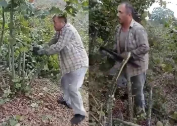 “Fındık para etmiyor” dedi, kesti