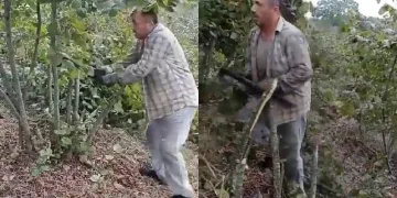 “Fındık para etmiyor” dedi, kesti