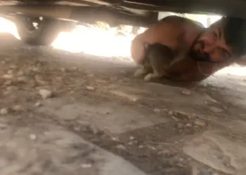 Sıkışan yavru kediyi piknikçi kurtardı
