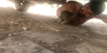 Sıkışan yavru kediyi piknikçi kurtardı