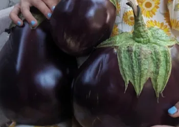 Patlıcanlar ilgi odağı oldu