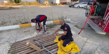 Mazgallara sıkışan kedileri itfaiye kurtardı