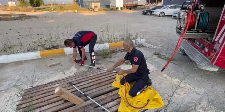 Mazgallara sıkışan kedileri itfaiye kurtardı
