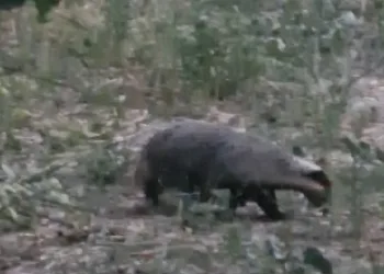 Muğla’da kırmızı listedeki porsuk görüntülendi