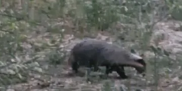 Muğla’da kırmızı listedeki porsuk görüntülendi