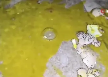 Yumurtalarla dairenin önünü çöplüğe çevirdiler