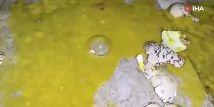Yumurtalarla dairenin önünü çöplüğe çevirdiler