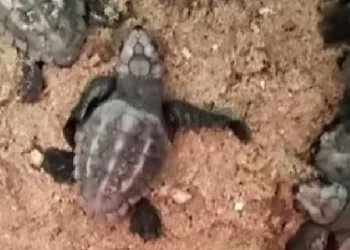 Yavru carettaların denizle buluşmasını sağladı