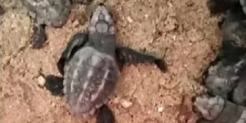 Yavru carettaların denizle buluşmasını sağladı