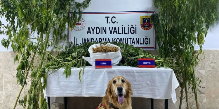 Nazilli’de uyuşturucu operasyonu