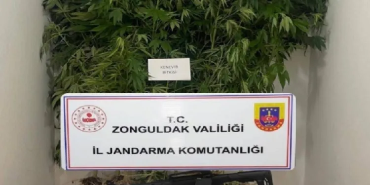 Jandarmadan uyuşturucu operasyonu