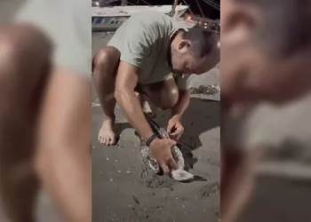 Misinaya dolanan martıyı kurtarma operasyonu