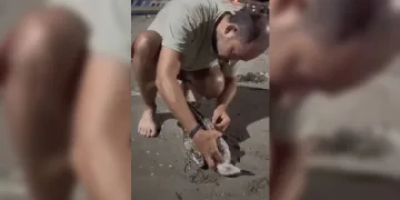 Misinaya dolanan martıyı kurtarma operasyonu