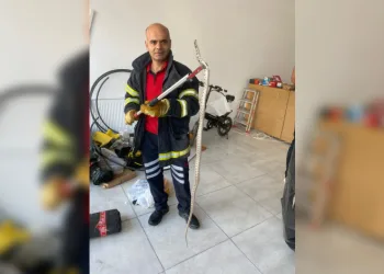 Ofise giren zehirli yılan korkuttu