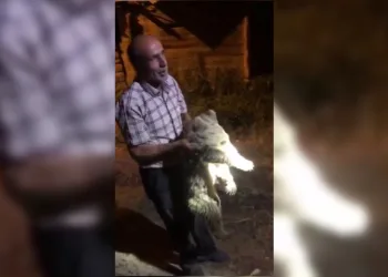 Ayı yavrusu köye indi