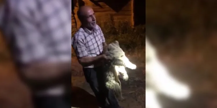 Ayı yavrusu köye indi