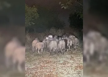 Kayıp küçükbaş hayvanları jandarma buldu