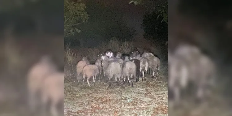Kayıp küçükbaş hayvanları jandarma buldu