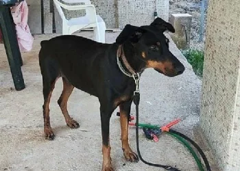 Tina’nın sır dolu tasması