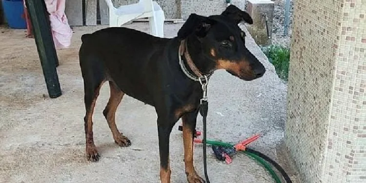 Tina’nın sır dolu tasması