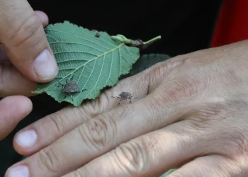 Fındıkta kahverengi ve yeşil kokarca uyarısı