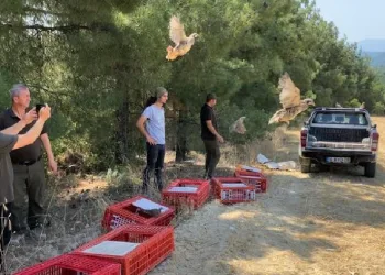 Kınalı keklikler yangın bölgelerine salındı