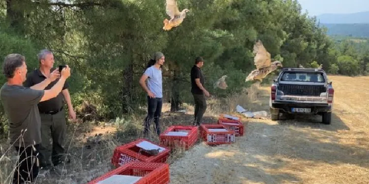 Kınalı keklikler yangın bölgelerine salındı