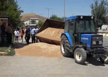 Buğday yüklü römork devrildi