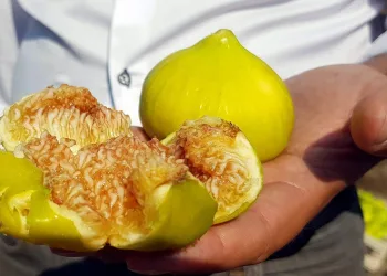 Taze incir hasadı devam ediyor