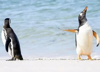 Buz kırılmasında binlerce penguen öldü