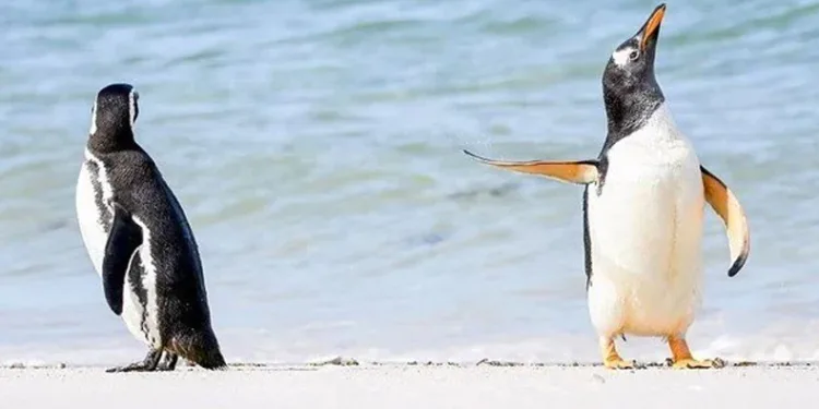 Buz kırılmasında binlerce penguen öldü