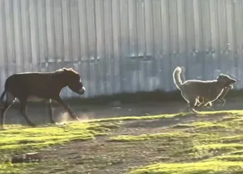 Eşeğin köpeği kovalaması viral oldu