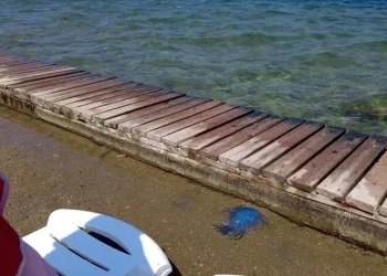 Plajları denizanası vurdu