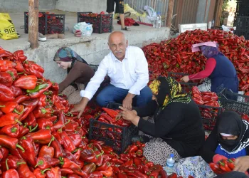 Kapya biber hasadı başladı
