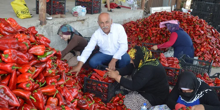 Kapya biber hasadı başladı