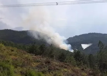Bolu’da orman yangını