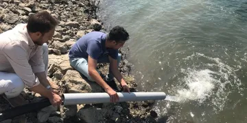 484 bin sazan göl ve göletlere salındı