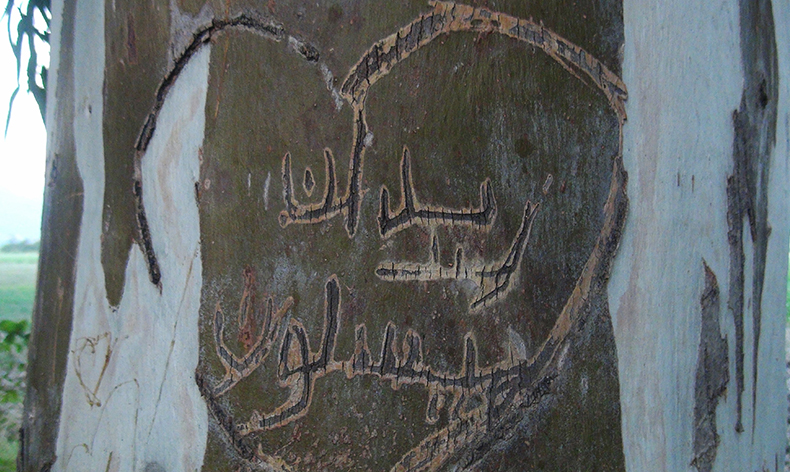 Okaliptüs ağaçları 'ilanı aşk tahtası'na döndü