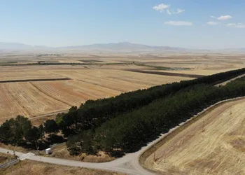 Kars’ta tren istasyonundaki çam ağaçları kuruyor