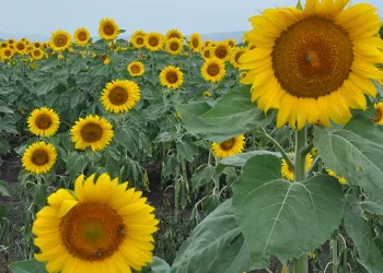 Kars’ta tarlalar ayçiçeği açtı