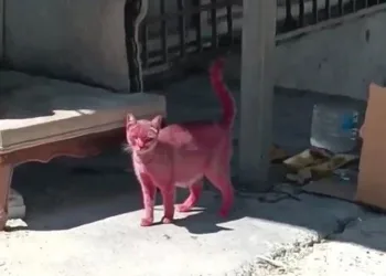 Kediyi pembeye boyadılar