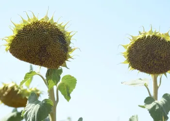 Ayçiçeği tohumları kuraklığa dirençli çıktı
