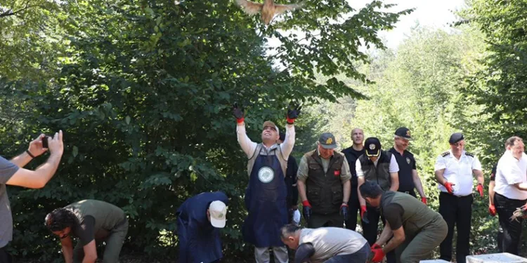 500 sülün doğa ile buluştu