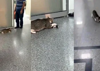 Ağzında taşıdığı yavrusunu hastane aciline getirdi