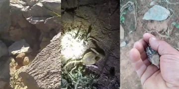 Karşılaştığı hayvanları kayıt altına aldı