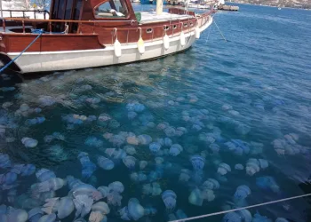 Foça’da denizanası istilası