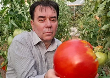 Bu yılın hedefi 1,8 kilogramlık domates